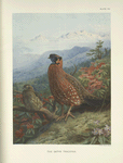 The Satyr Tragopan (Tragopan satyra).