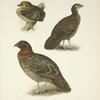 Tragopan plumages (Tragopan satyra).