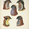 Wattles of Cock Tragopans.