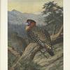 Western Tragopan (Tragopan melanocephalus).
