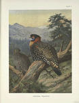 Western Tragopan (Tragopan melanocephalus).