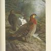 Blyth's Tragopan (Tragopan blythi blythi).