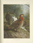 Blyth's Tragopan (Tragopan blythi blythi).