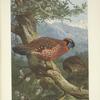 Temminck's Tragopan (Tragopan temmincki).
