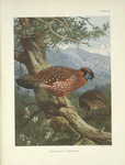 Temminck's Tragopan (Tragopan temmincki).