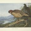 Cabot's Tragopan (Tragopan caboti).