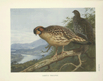 Cabot's Tragopan (Tragopan caboti).
