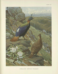 Himalayan Impeyan Pheasant (Lophophorus impeyanus).