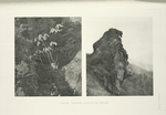 Eastern Himalayan haunt of the Impeyan.