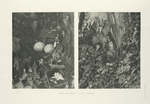 Nest and Eggs of the Impeyan.