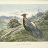 Chinese Impeyan Pheasant (Lophophorus lhuysii).
