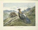 Chinese Impeyan Pheasant (Lophophorus lhuysii).