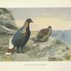 Sclater's Impeyan Pheasant (Lophophorus sclateri).
