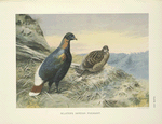 Sclater's Impeyan Pheasant (Lophophorus sclateri).