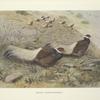 Brown Eared-Pheasant (Crossoptilon mantchuricum).