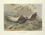 Brown Eared-Pheasant (Crossoptilon mantchuricum).
