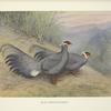 Blue Eared-Pheasant (Crossoptilon auritum).
