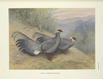 Blue Eared-Pheasant (Crossoptilon auritum).