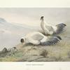 White Eared-Pheasant (Crossoptilon tibetanum).
