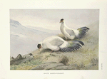 White Eared-Pheasant (Crossoptilon tibetanum).