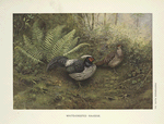 White-Crested Kaleege (Gennaeus albocristatus).