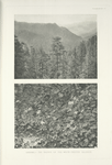 Garhwal -  The hounts of the White -crested Kaleege.