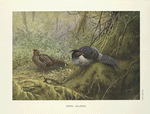 Nepal Kaleege (Gennaeus leucomelanus).