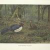 Balck-backed Kaleege (Gennaeus melanonotus).