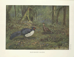 Balck-backed Kaleege (Gennaeus melanonotus).