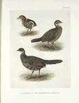 Plumages of the Black-backed Kaleege (Gennaeus melanonotus).