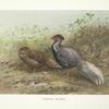 Lineated Lakeege (Gennaeus lineatus).