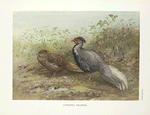 Lineated Lakeege (Gennaeus lineatus).