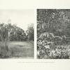 Haunts and breeding-ground of the Lineated Kaleege