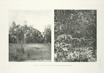 Haunts and breeding-ground of the Lineated Kaleege