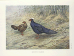 Edward's Kaleege (Gennaeus edwardsi).