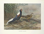 Swinhoe's Kaleege (Gennaeus swinhoii).