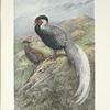 Rippon's Hybrid Silver Kaleege.