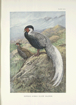 Rippon's Hybrid Silver Kaleege.