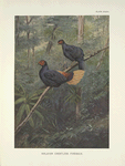 Malayan Crestless Fireback (Acomus erythrophthalmus).