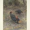 Bornean Crestless Fireback (Acomus pyronotus)