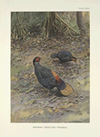 Bornean Crestless Fireback (Acomus pyronotus)