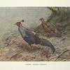 Siamese Crested Fireback (Lophura diardi).