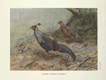 Siamese Crested Fireback (Lophura diardi).