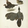 Plumages of the Bornean and Siamese Crested Fireback (Lophura ignita and Lophura diardi).