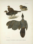 Plumages of the Bornean and Siamese Crested Fireback (Lophura ignita and Lophura diardi).