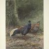 Malayan Crested Fireback (Lophura rufa).