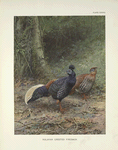 Malayan Crested Fireback (Lophura rufa).