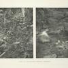 Home of the Malayan Crested Fireback.