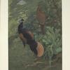 Bornean Crested Fireback (Lophura ignita).