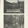 Home of the Bornean Crested Fireback.